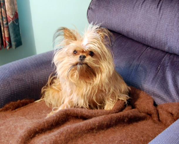 My wee painting companion